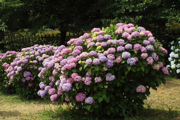 DSCF0379