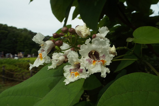 DSCF0594