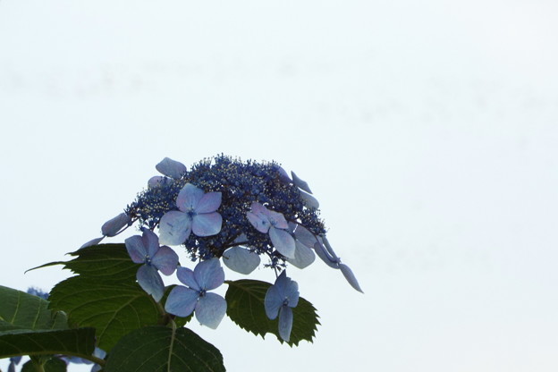 DSCF0110