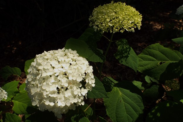 DSCF0334