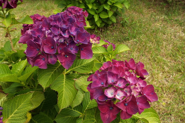 DSCF0931