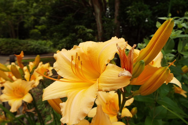 DSCF0690