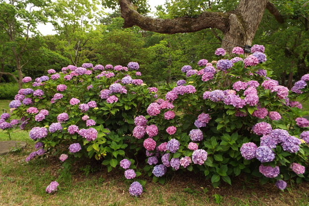 DSCF0919
