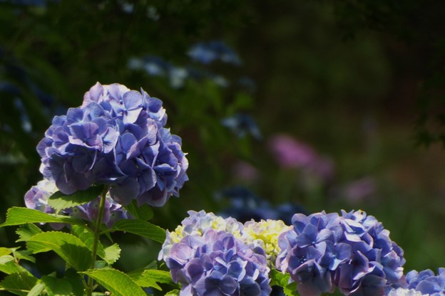DSCF0563