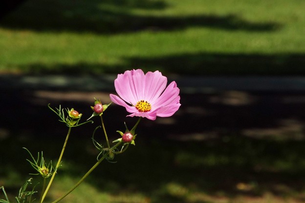 DSCF0358