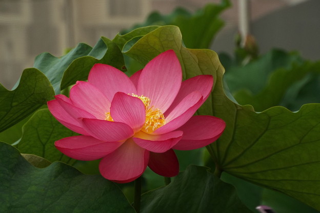 DSCF0086