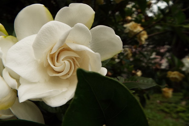DSCF0006