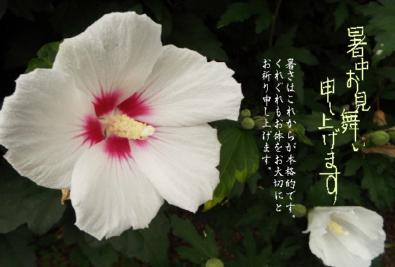暑中21