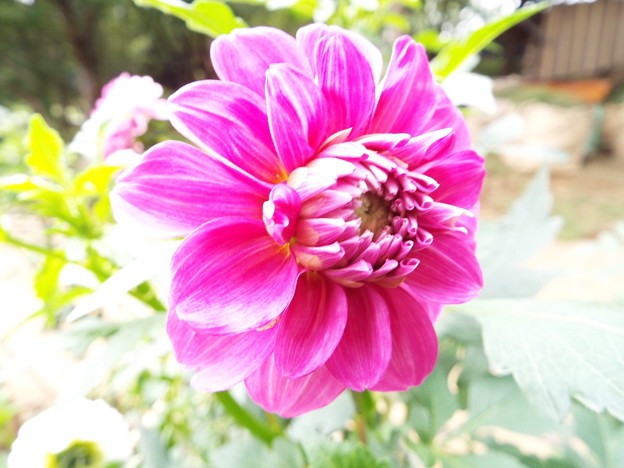DSCF0430