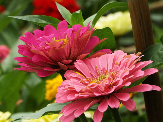 DSCF0447