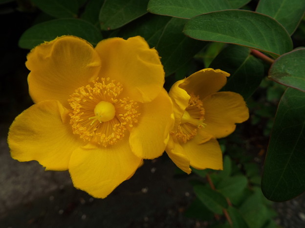 DSCF0007
