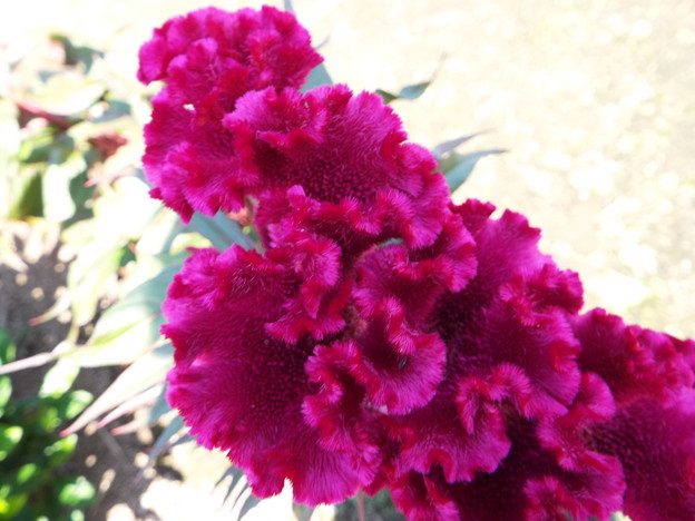 DSCF0073
