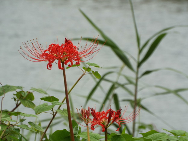 DSCF0462