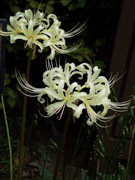 DSCF0250