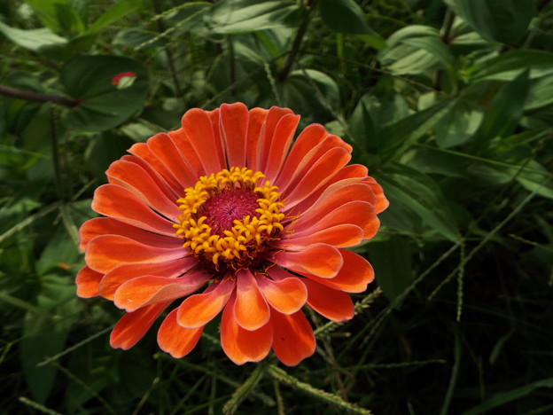 DSCF0393