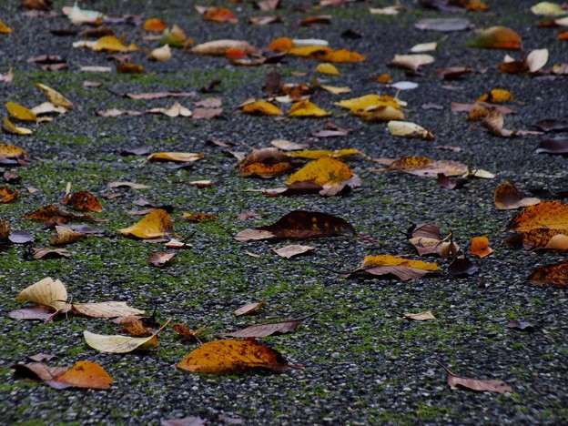 DSCF0014