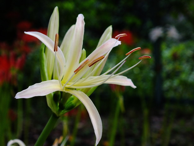 DSCF0572