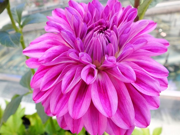 DSCF0509