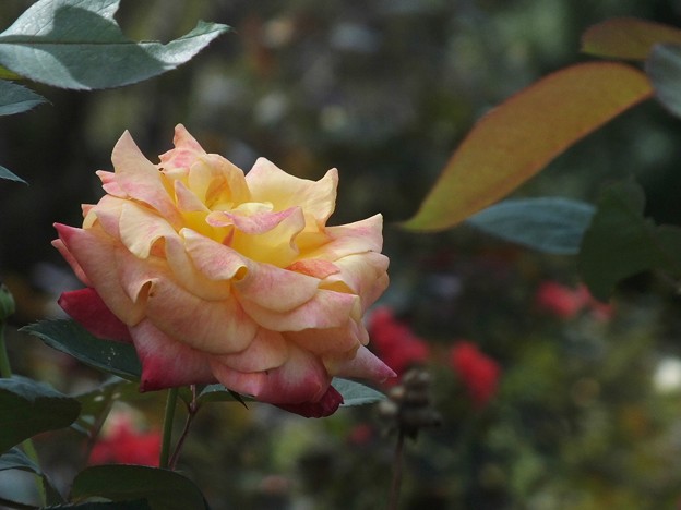 DSCF0262