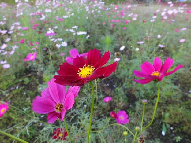 DSCF0104