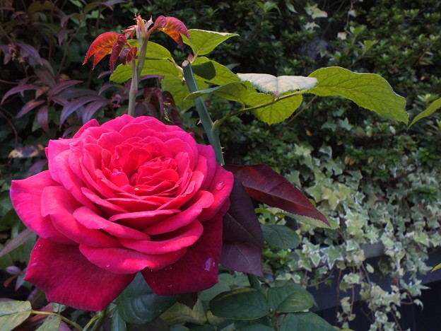 DSCF0092
