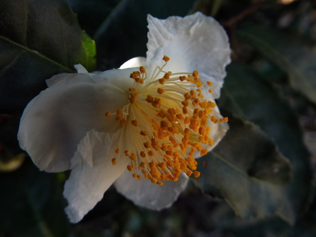 DSCF0008