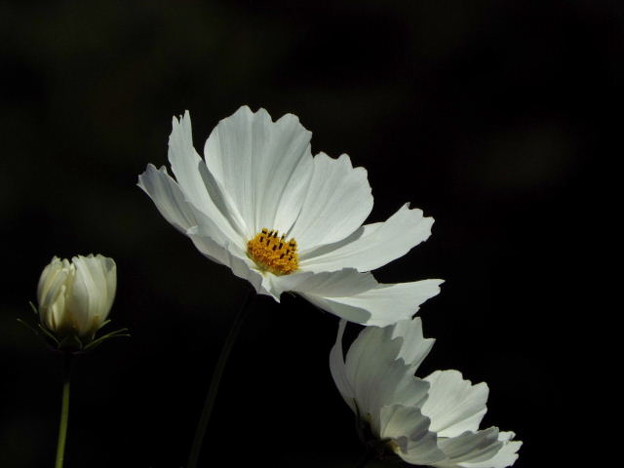 DSCF0046