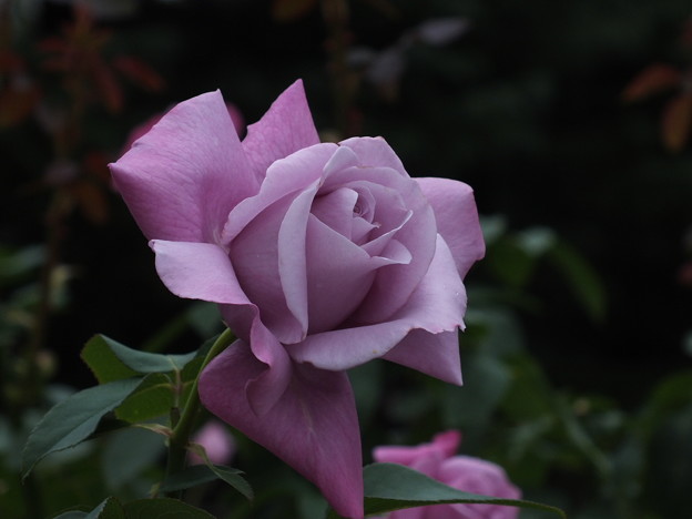 DSCF0216