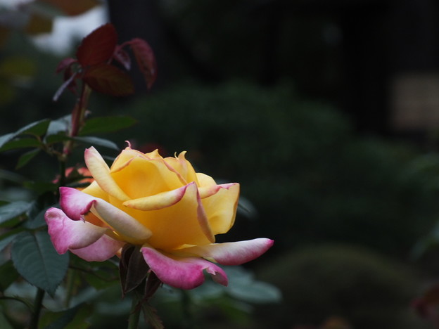 DSCF0230