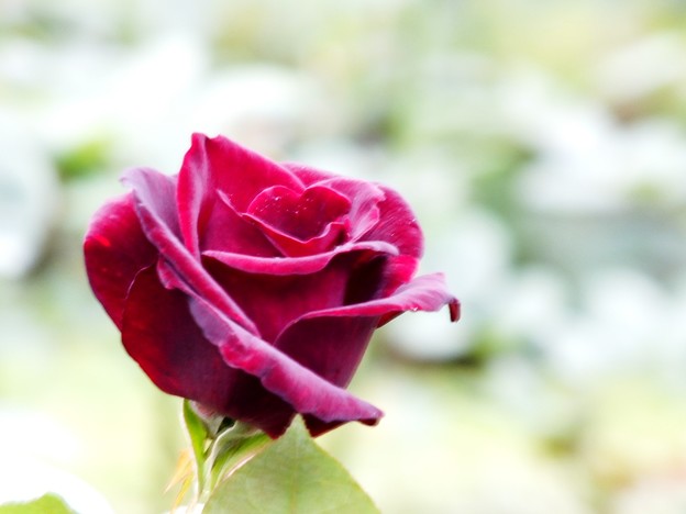 DSCF0296