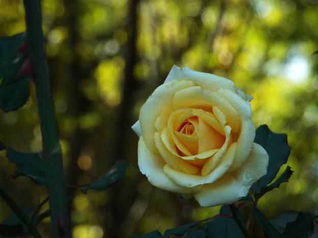 DSCF0214