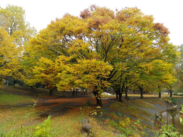 IMGP0061