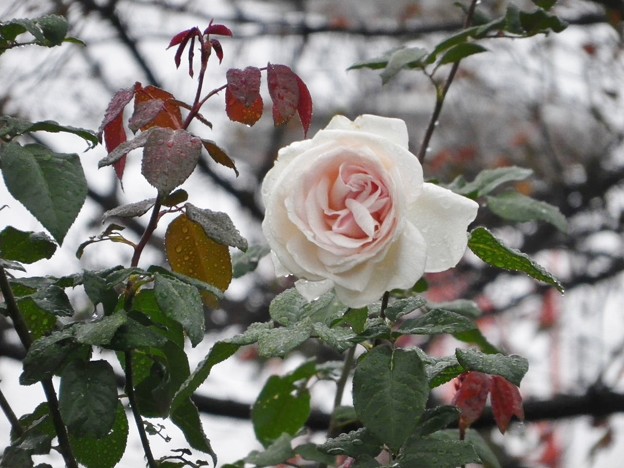 IMGP0096