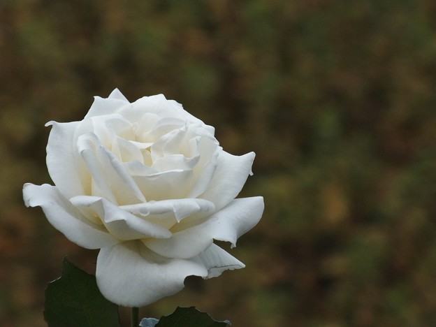 DSCF0323