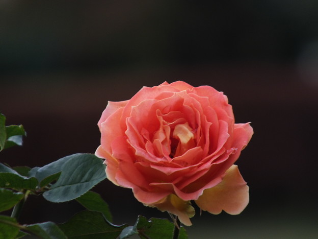 DSCF0430