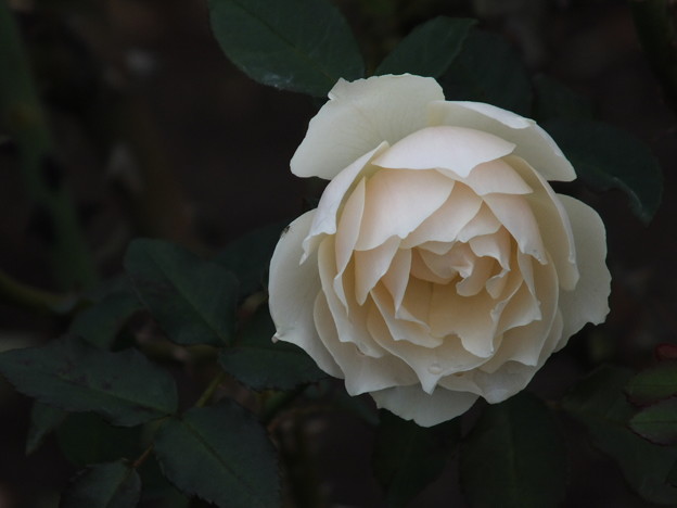 DSCF0446