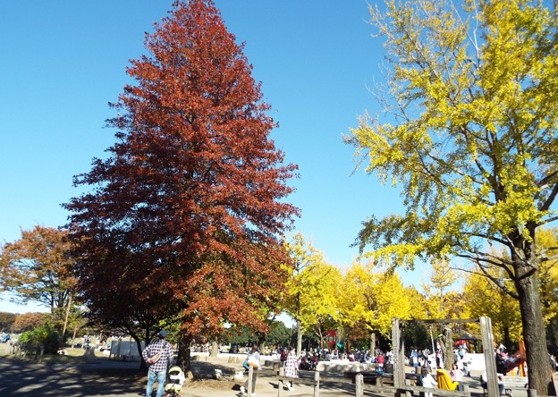 DSCF0344