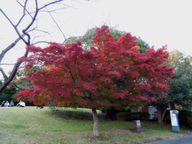 DSCF0720