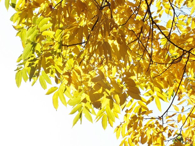 DSCF0106