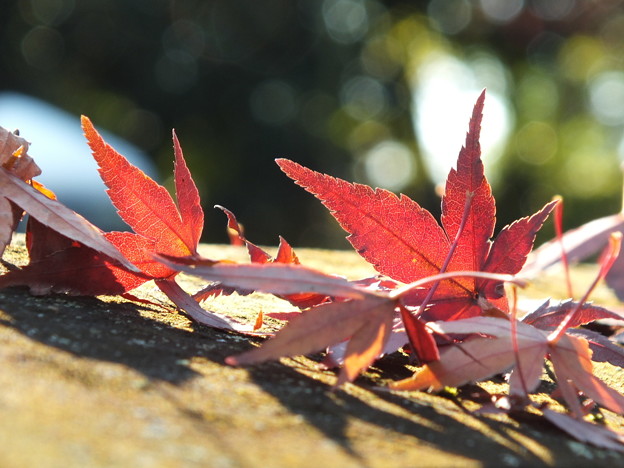 DSCF0388