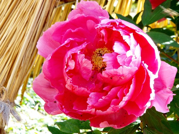 DSCF0024