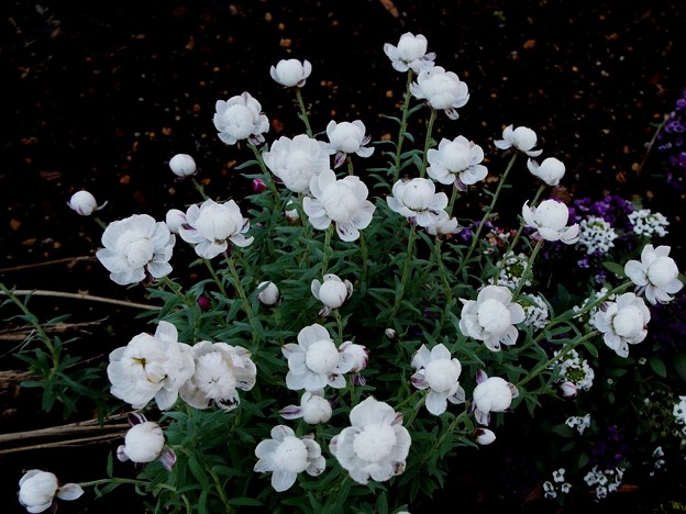 DSCF0118