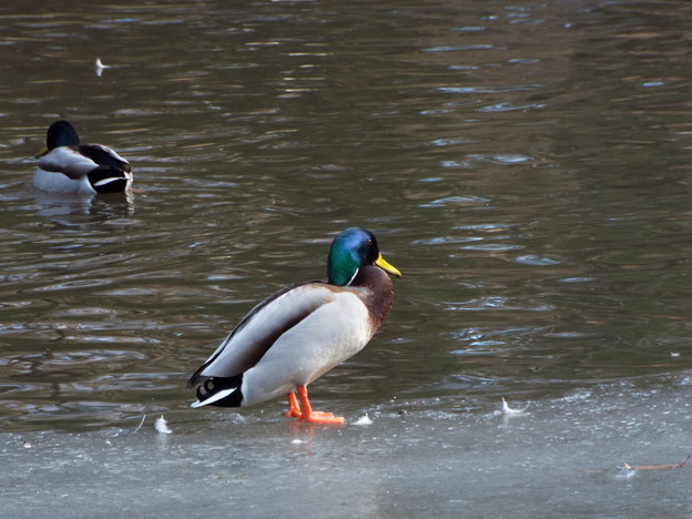 DSCF0171