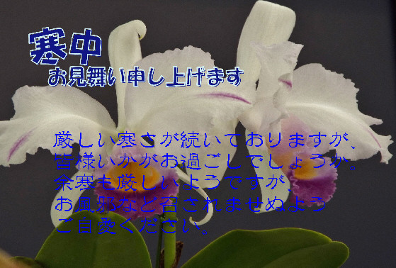 寒中7