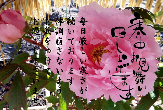 寒中8