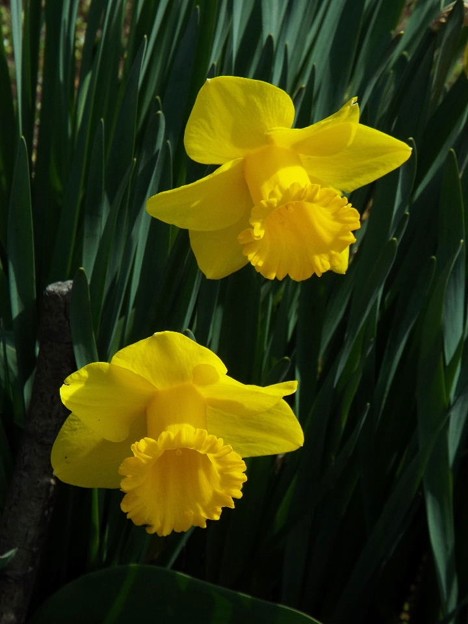 DSCF0138