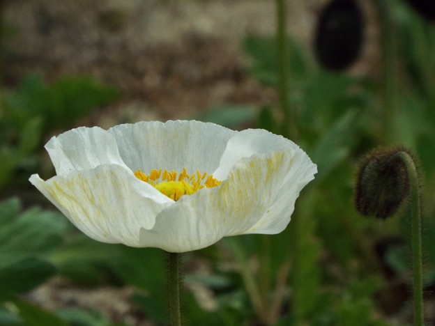 DSCF0236
