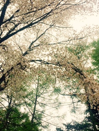 20160507 ブログ軽井沢2