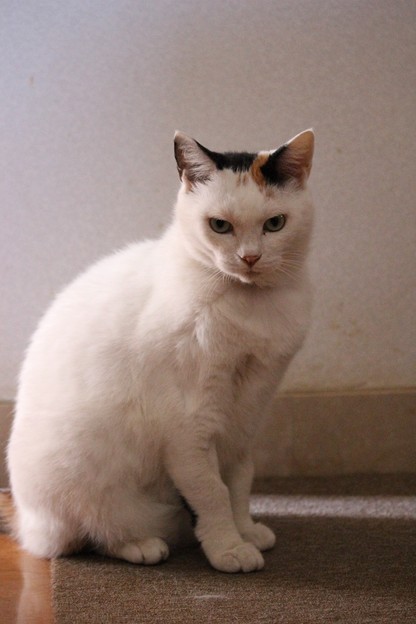 お座りのしているシロ(=^o^=)