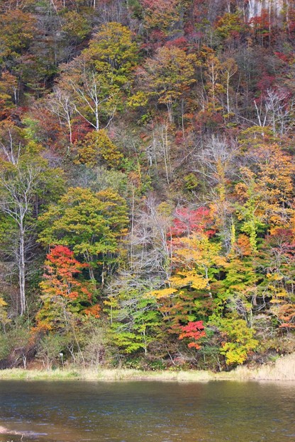 幌別ダム付近紅葉 1 写真共有サイト フォト蔵